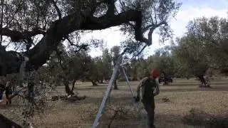 Extraccion olivo 5