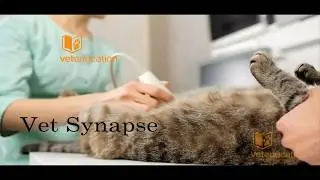 Fluid Therapy in Small Animal Practice - Book Review