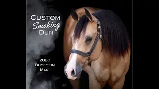 Custom Smoking Dun 2020 Buckskin Mare
