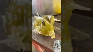 Longhorn Cowfish #horned #boxfish #sea #fish #cowfish #shortsfeed #shorts #viralshort #viral