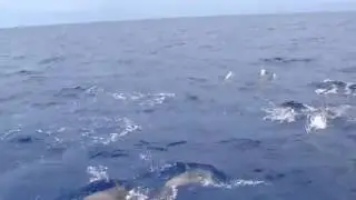 Dolphin Escort! | Dolphins Jumping Beside Boat on Belize Reef Dives | Hamanasi Resort