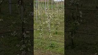 High Density Italian Apple Orchids Flowers Blooming in Kashmir #Appleorchids #shorts #italy