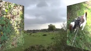 Steinbühl2-Toller Anfang...trauriges Ende...