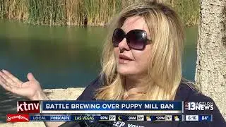 Battle brewing at Las Vegas City Hall over puppy mill ban