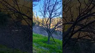 #Himachal#Appleorchard#😎