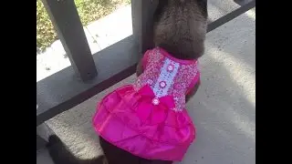 Affordable Pet Outfits