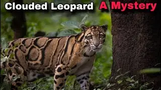 Everything You Need to Know About Clouded Leopards | Rare and Beautiful