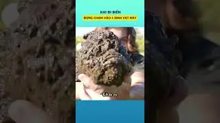 4 sinh vật biển cực độc