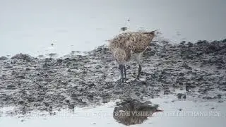 Great Knot 2cy