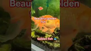 beautiful golden fish 🐠🐟#fish