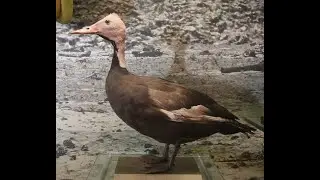 Pink-Headed Duck Song