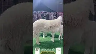 ملتقى الطائف الثالث ١