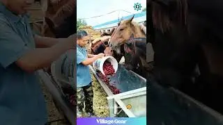 This Horse Likes His Hay With a Little SAUCE! 😂 He's Dipping It in Water! What a Legend! #horse