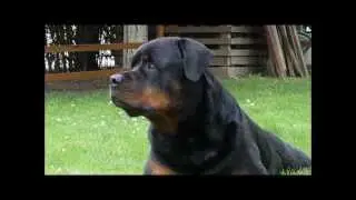 Rottweiler as a guardian