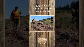 New Zealand's heart beats in rhythm with the whisper of the wind through native Kauri and Rimu trees