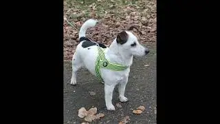 Jack Russell terrier Treisy and Azzuro.