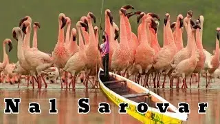 Nal Sarovar Bird Sanctuary Documentary | Best Place to visit near Ahmedabad | Wildlife Documentary 