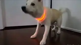 Get a Nighttime Safety LED Dog Collar