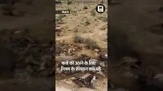#afsmedia #bikaner #cow #death