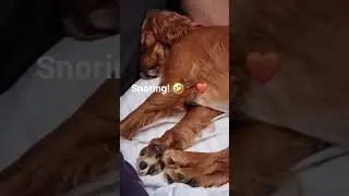 A very relaxed campervanning puppy! 💤 💤 💤 🤣🐾🤎 #campervanning #campervan #campervanningwithdogs
