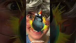 Meet the Kittens of Exploding Kittens