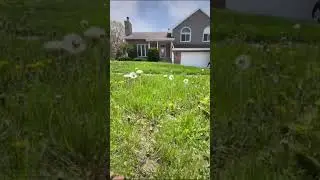 THIS IS WHY WE ONLY DO WEEKLY LAWN MOWING