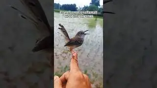 transformation of the bird into a big one #bird #transformation #trending #shorts #youtubeshorts