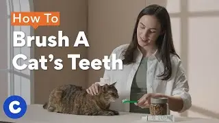 How To Brush a Cat&rsquo;s Teeth | Chewtorials