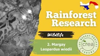 Margay (Leopardus wiedii) Looking for an elusive spotty cat in the rainforests of Panama ?