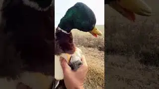 musi być zniewieściałym chłopcem hahahahahha