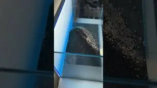 Master Soil vs ADA Amazonia &ndash; The Hidden Gem of Aquascaping! #aquascape #hardscape #aquascapelowtech