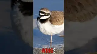 🐧 #WINGS - Balancing Act: Plover's Elegance by the Water's Edge 🐦