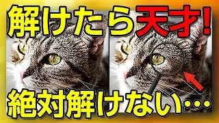 【間違い探し】最近の自分が心配な方へ→猫で頭がスッキリ整う｜猫×脳活