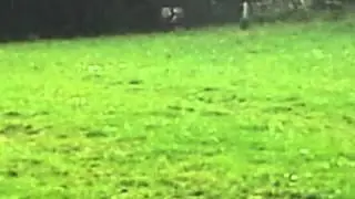 Termite explosion