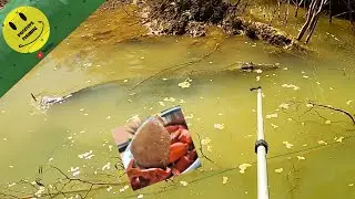 CLOSE ENCOUNTER with a SALT WATER CROCODILE,  Mud CRABBING with Croc's! THIS IS OUR BACK YARD!
