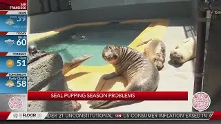 Seal pupping season problems