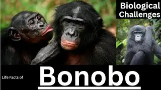 Bonobo