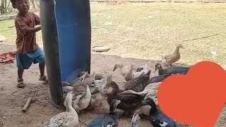 Farm life in Cambodia, Trap  catch duck