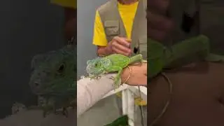 Mini Zoo Ultimate Explorer #minizoo #kuwait #nationalgeographic#shorts #ytshorts  #animals#love