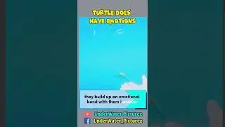 Turtles Know Their Owners #animals #shortvideo #shortvideos #turtle #underwater