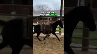 Вся правда о теннессийских прогулочных лошадях
