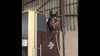 Revolutionize equine recovery with Cryomed's cutting-edge cryotherapy chamber