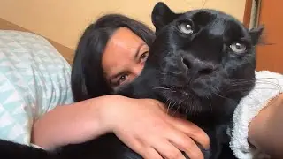 Почему пантера Луна шипит 🤔 День с Викой 😁