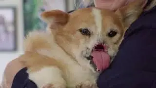 Maxine's 4th Birthday Visit to The East Coast Corgi Rescue