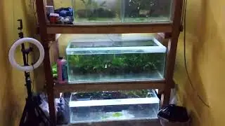 Cara menjernihkan air aquarium secara alami