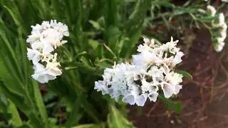 Statice flower