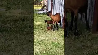 Mighty Peace Oberhasli Goat Farm