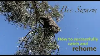 Regenerative Farming Revolution keeping pollination alive - Paul Reid - Beekeeper- Queen Cell Rearer