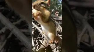 Chipmunk Smart As Can Be#shorts