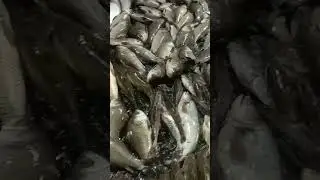#magbihuviral #assam #bihu #fish